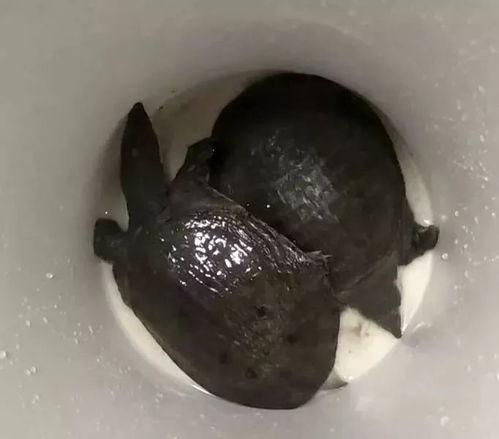 甲鱼爆料视频动画片,揭秘动画片背后的秘密与奇遇 第1张 甲鱼爆料视频动画片,揭秘动画片背后的秘密与奇遇 第1张